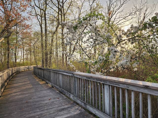 End of the Boardwalk - Image 1