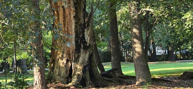 Broom Hall Park - Image 2