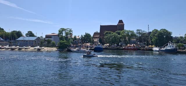 Dąb Komunalnik w Pucku - Image 1