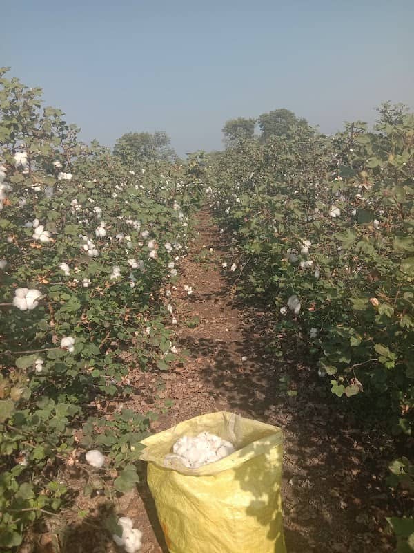 Khodiyar Mandir ( Virani Farm ) - Image 1
