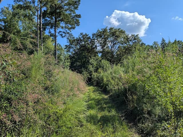 Falls Lake Trail (MST) - Image 2