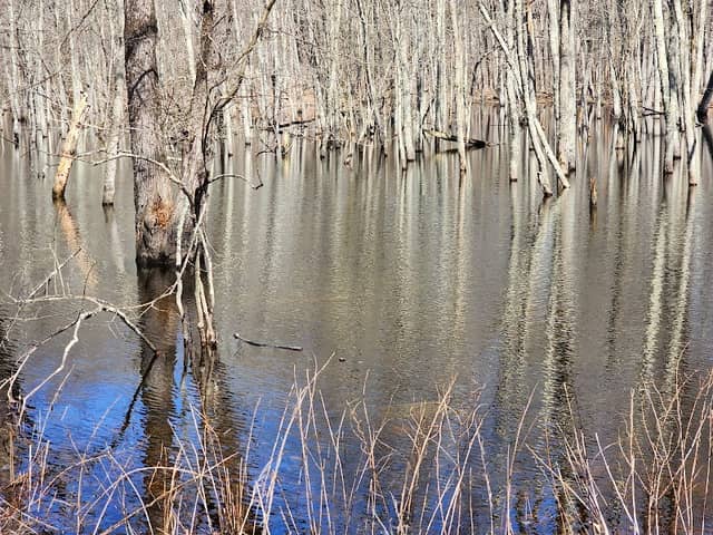 Helen Altschul Preserve - Image 2