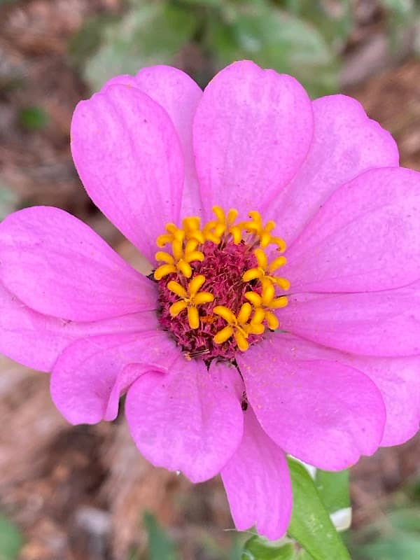Tifton Community Garden - Image 2