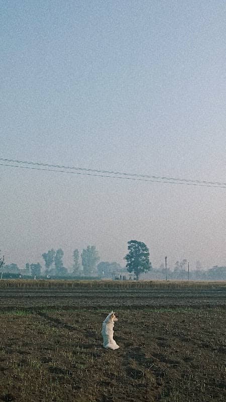 ਵਿਰਕ ਨਿਵਾਸ - Image 1