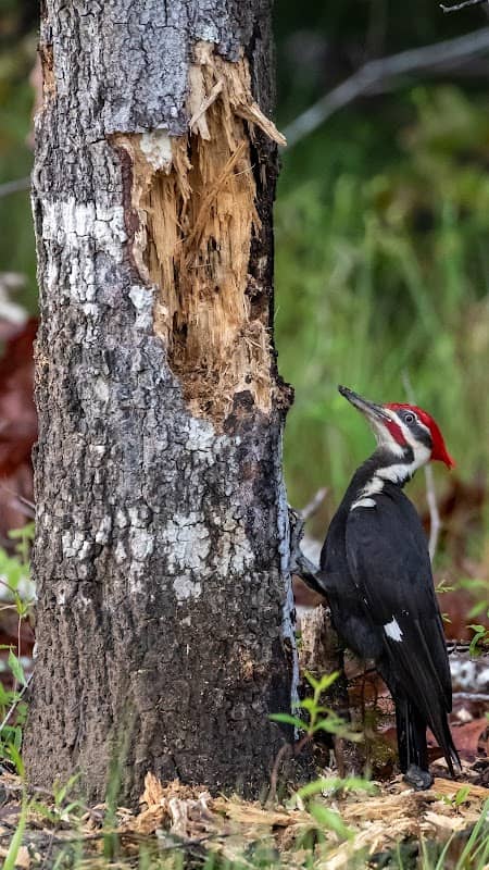 Buckhorn Park - Image 1