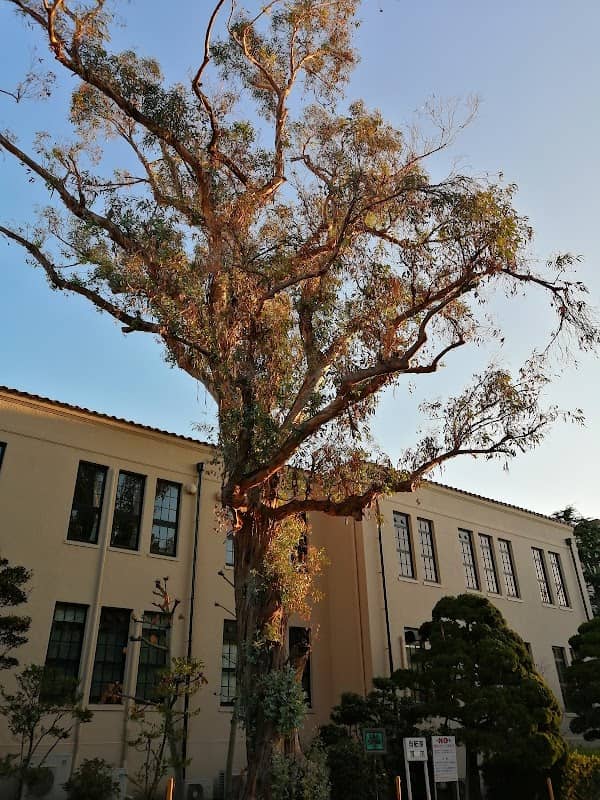Eucalyptus Tree - Image 1