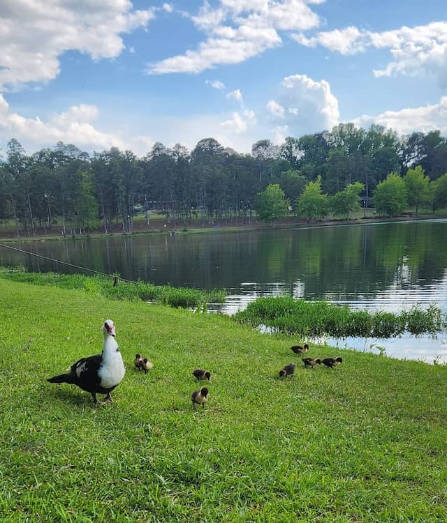 Moon Lake Park - Image 2