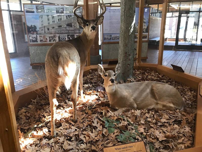 White Tailed Deer - Image 1