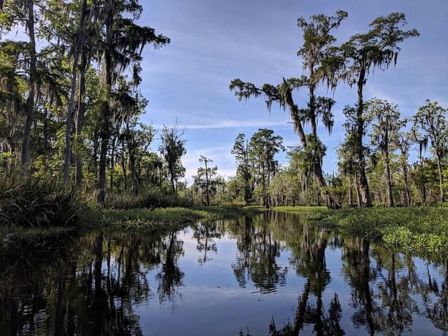 Maurepas Swamp Wildlife Management Area - Image 1