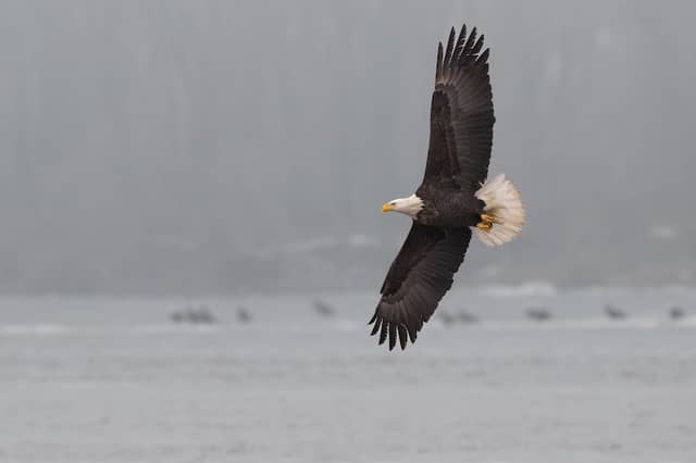 ACE Bird Observation Deck - Image 2