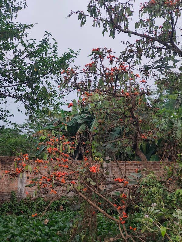 পাঁচু বাবুর ভেড়ি - Image 1