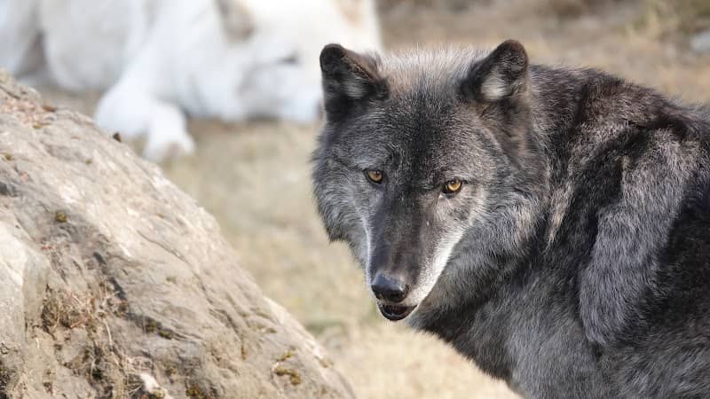 Cougar Mountain Zoo - Image 2