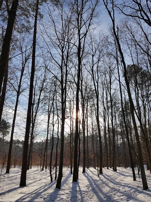 Reykoweezna Forest - Image 1