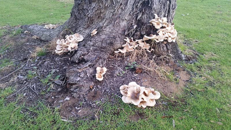 Rhodes Park - Image 3