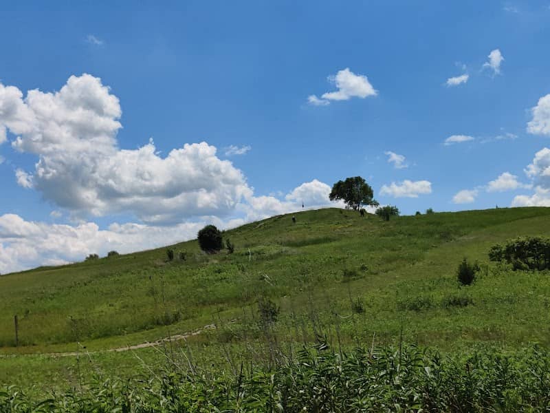Palatine Prairie - Image 2