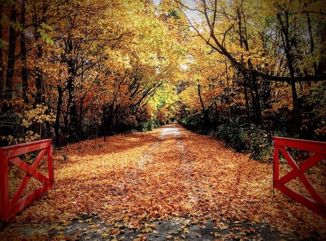Lyon Forest Preserve - Image 1
