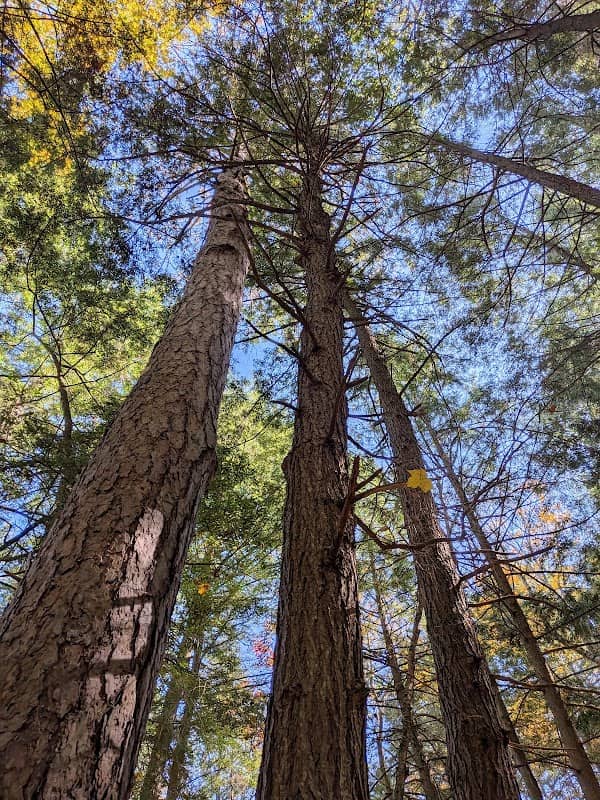 Holmboe Conifer Forest State Natural Area - Image 2