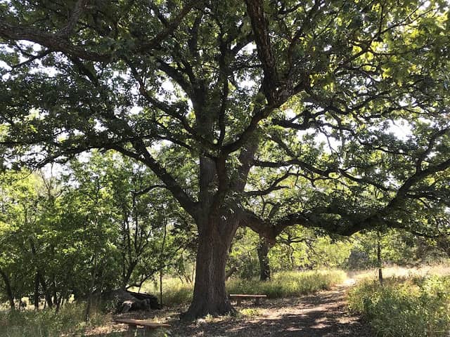 Bur Oak - Image 2