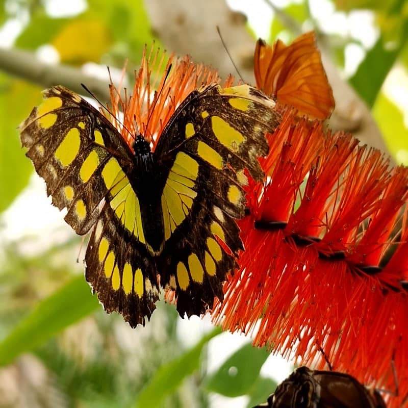 Butterfly House - Image 2