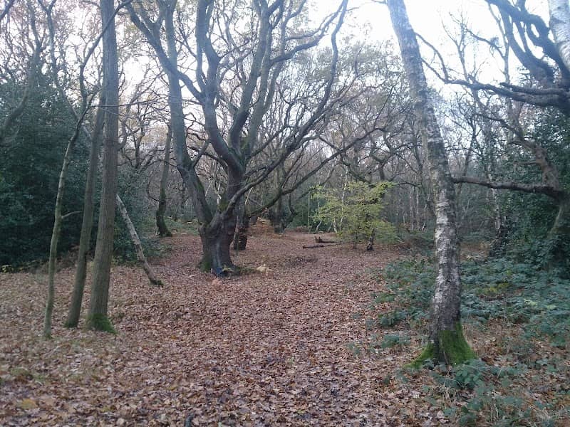 Bentley Haye Local Nature Reserve - Image 1