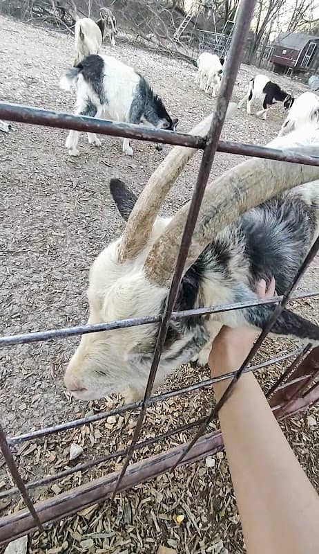 Goat feeding station - Image 1