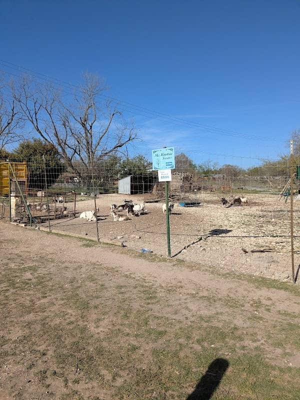 Goat feeding station - Image 2