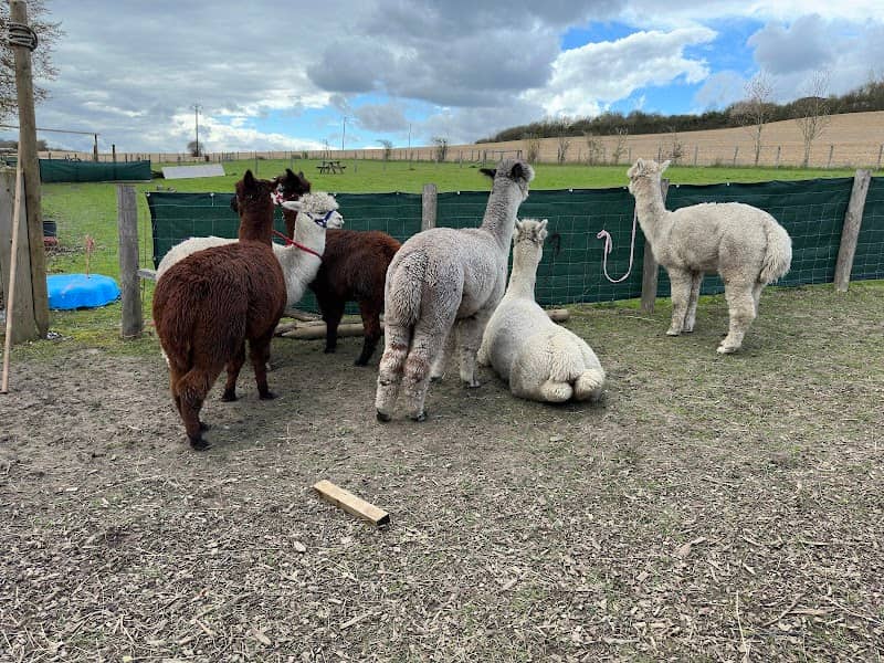 Lower Bush Alpacas - Image 1