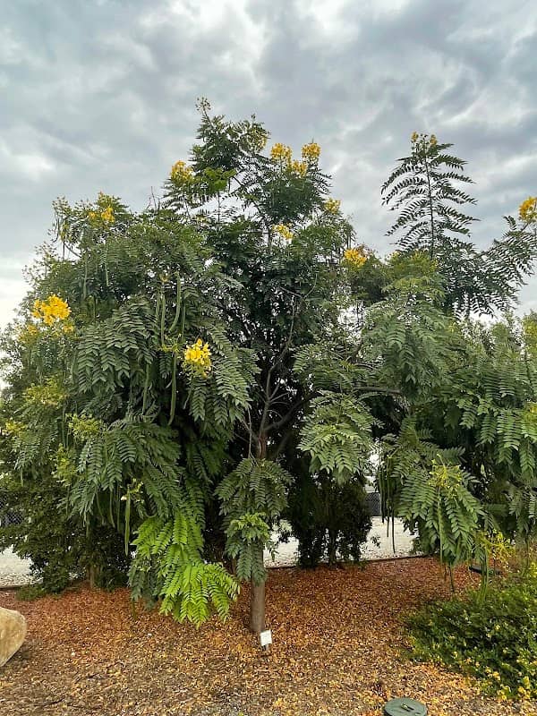 Glendora Arboretum & Botanic Garden - Image 3