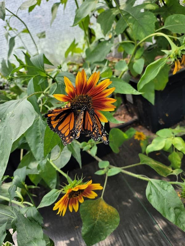 Alpha Butterfly House - Image 1