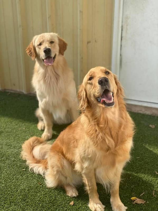 Pleasant Pooch Daycare, Training and Dock Diving - Image 1