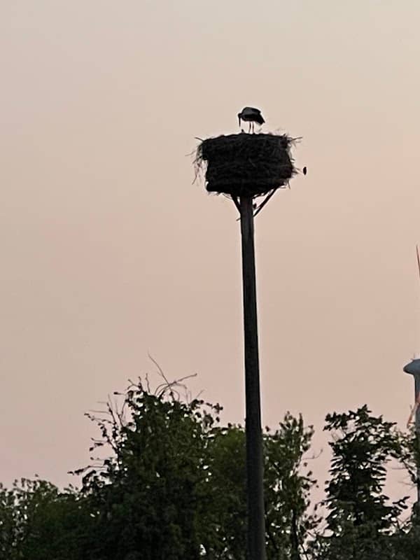 Storchennest - Image 1