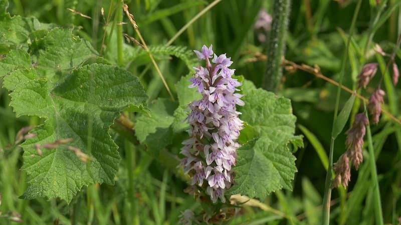 Gunton Meadow - Image 1