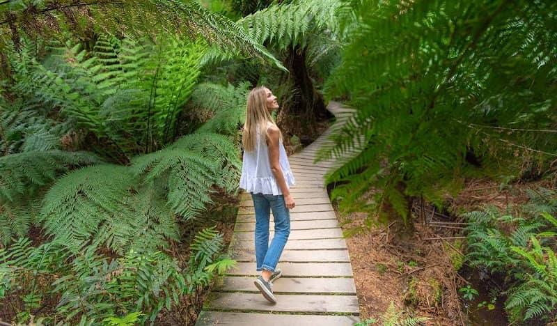 Maits Rest Rainforest Walk - Image 1