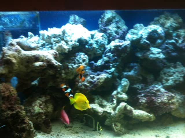 Jeff's Aquarium Services - Image 1