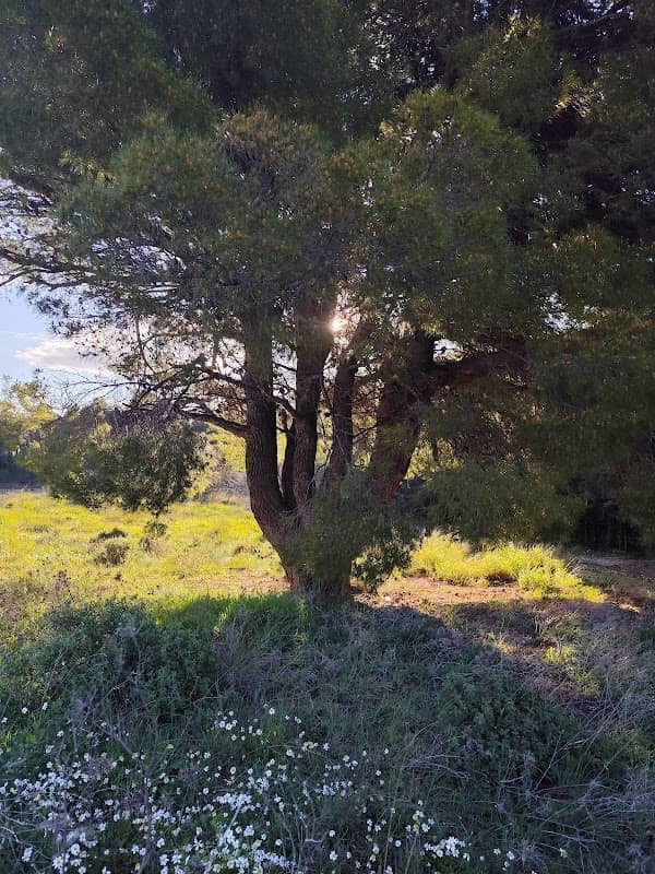 Το δέντρο - Image 1