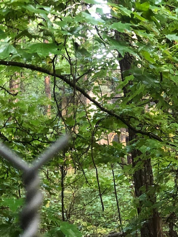 Dawson Forest Mountain Bike Trail - Image 2