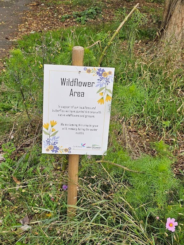 Queens road wild flower area - Image 1