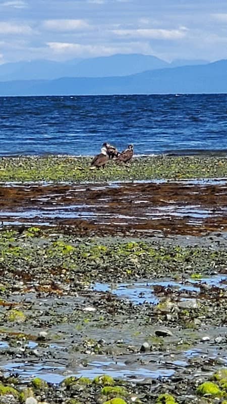 Parksville Qualicum Beach Tourism Assoc. - Image 1