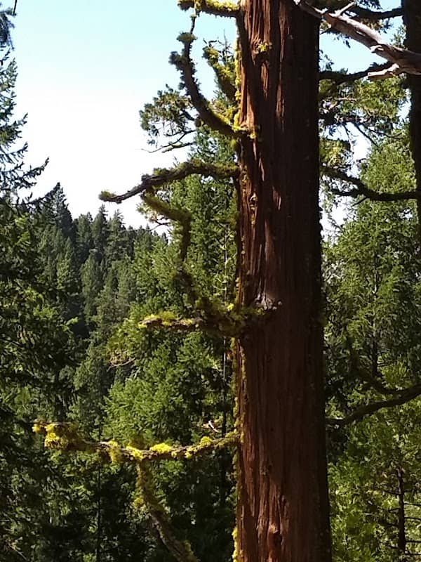 Mills Peak Trail - Image 3