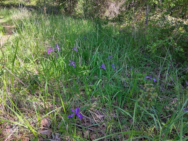 Brandis Natural Area - Image 2
