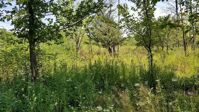 Highmoor Park Prairie Savanna Nature Preserve - Image 2