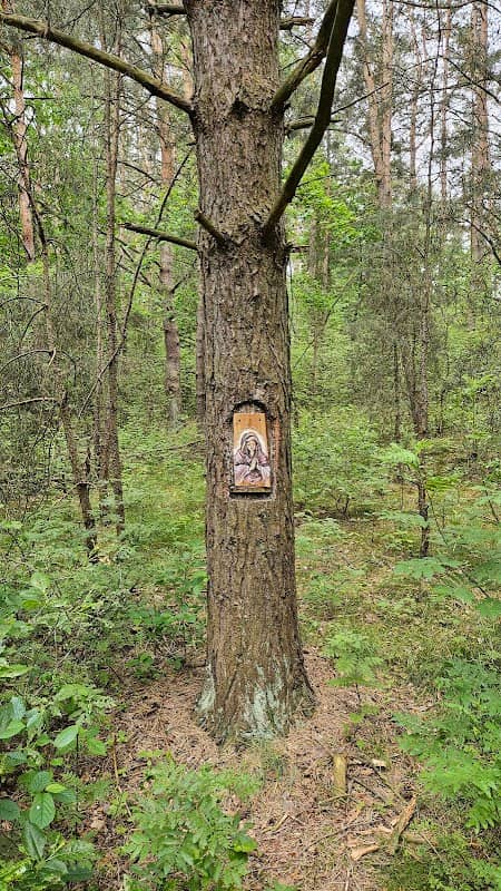 Duchowe miejsce w lesie - Kapliczka przy sośnie - Image 1
