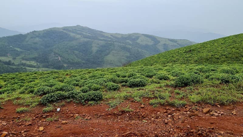 Gaali Gudda in Kyatanamakki - Image 3