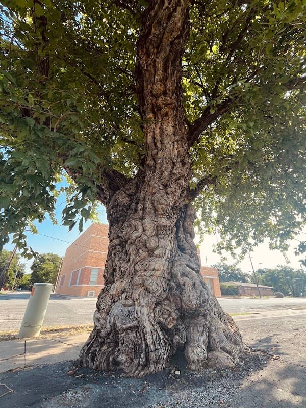The gnarly tree - Image 1