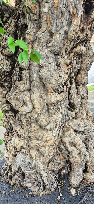The gnarly tree - Image 2