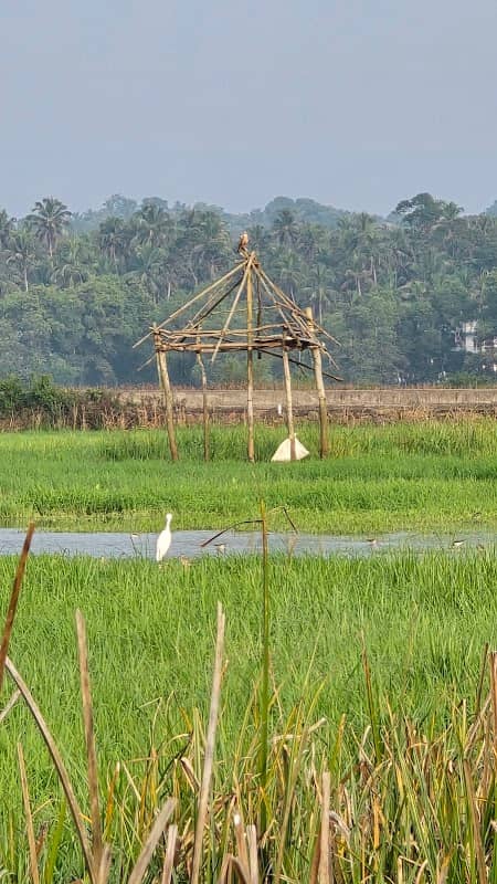 Paddy field view point - Image 1