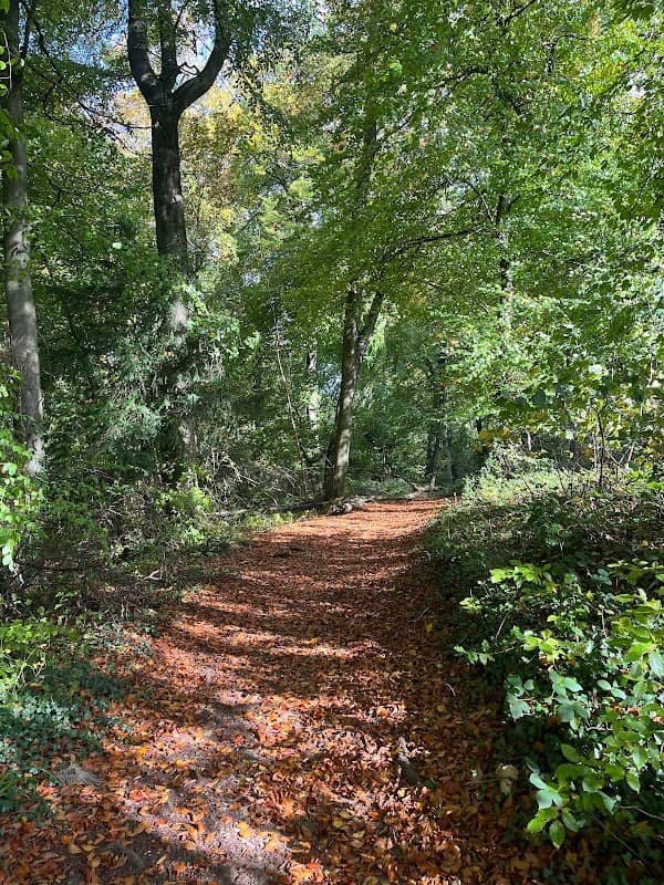 Popes Wood - Image 1