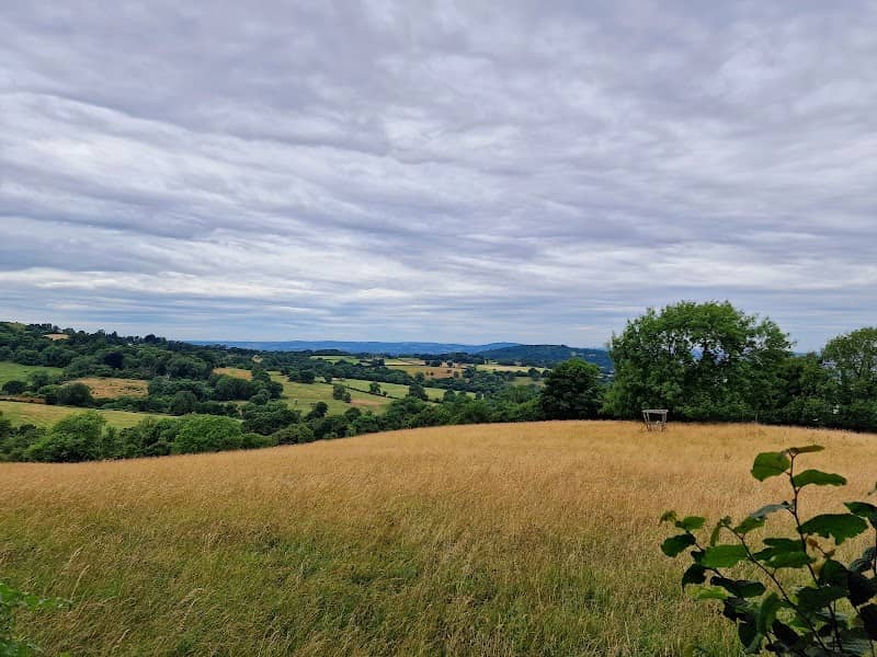 Popes Wood - Image 2