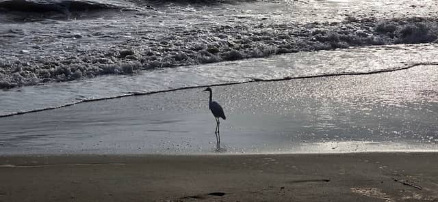 Bates Beach - Image 3