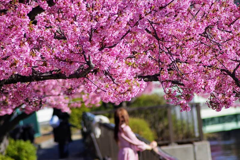 Oyokogawa Promenade Kawazu Sakura - Image 1